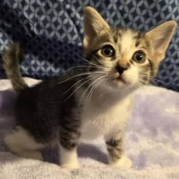 Rescue Domestic Short Hair Cats for Adoption in Jacksonville, Oregon - Sandy Olsson | PetCurious