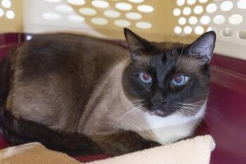 Wasabi Noodle -  Domestic Short Hair Cat for Adoption in Boise, Idaho - Wasabi Noodle | PetCurious
