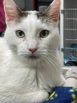 Hank -  Domestic Short Hair Cat for Adoption in Hayward, Wisconsin - Hank | PetCurious