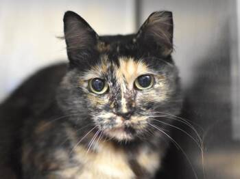 Domestic Medium Hair Cats Available for Adoption in Portland, Oregon - Daphne | PetCurious