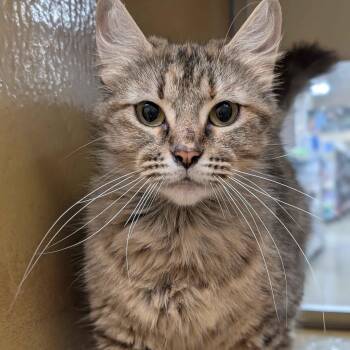 Domestic Medium Hair Cats Available for Adoption in Pearland, Texas - Marge | PetCurious