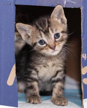 Ernie -  Domestic Short Hair Cat for Adoption in Ferndale, Michigan - Ernie | PetCurious