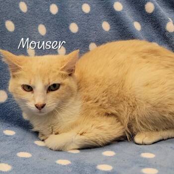 Mouser -  Domestic Short Hair Cat Available for Adoption in Parkersburg, West Virginia - Mouser | PetCurious