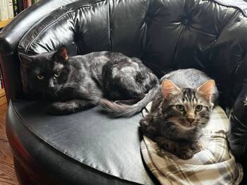 Atlas and Titan -  Domestic Medium Hair Cat for Adoption in Melrose, Massachusetts - Atlas And Titan | PetCurious