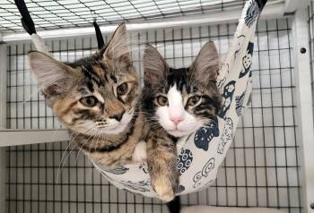 Fanny & Felix -  Domestic Medium Hair Cat for Adoption in Kirkland, Washington - Fanny & Felix | PetCurious