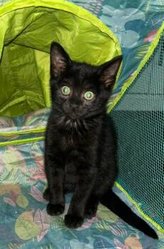 Trixie -  Domestic Short Hair Cat for Adoption in Fremont, Ohio - Trixie | PetCurious