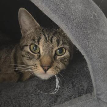 Athena -  Domestic Short Hair Cat for Adoption in Ballston Spa, New York - Athena | PetCurious
