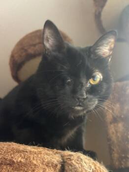 Rescue Domestic Short Hair Cats for Adoption in Glen Raven, North Carolina - PIPER - Need To Be Adopted With Sister Callie | PetCurious