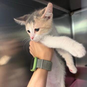 Whisper -  Domestic Short Hair Cat for Adoption in Port Charlotte, Florida - Whisper | PetCurious
