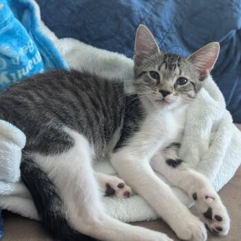 Jerry -  Domestic Short Hair Cat for Adoption in Fort Lauderdale, Florida - Jerry | PetCurious