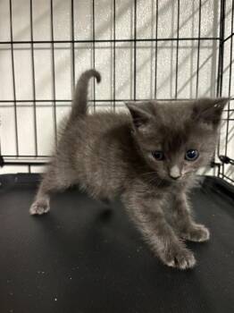 Pongo -  Domestic Short Hair Cat for Adoption in Metter, Georgia - Pongo | PetCurious