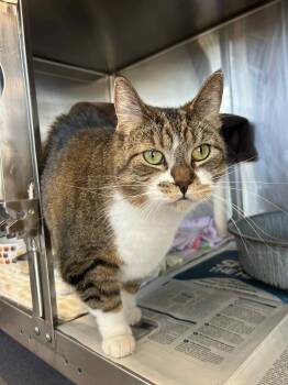 Rescue Domestic Short Hair and Tiger Cats for Adoption - Stella | PetCurious