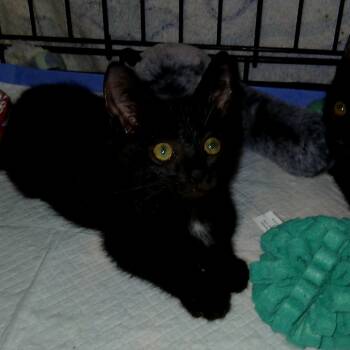 Rescue Domestic Short Hair Cats for Adoption in Debary, Florida - Eleanor | PetCurious