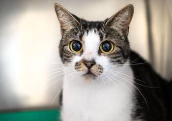 Mirabel -  Domestic Short Hair Cat for Adoption in Monroe, Georgia - Mirabel | PetCurious