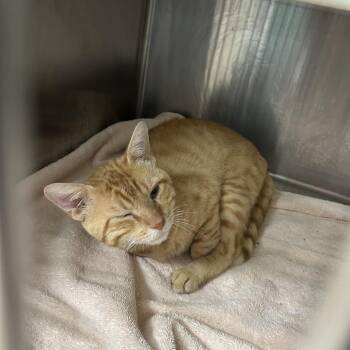 Jax -  Domestic Short Hair Cat for Adoption in Starkville, Mississippi - Jax | PetCurious