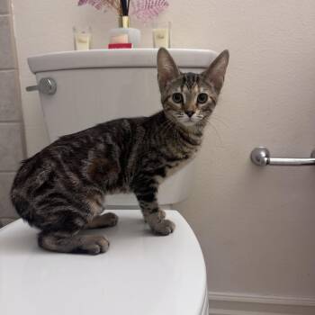 Nina -  Domestic Medium Hair Cat Available for Adoption in San Diego, California - Nina | PetCurious