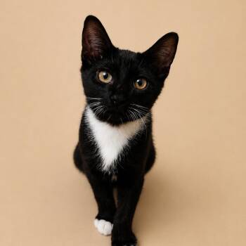 Skeeter -  Domestic Short Hair Cat for Adoption in Cleveland, Texas - Skeeter | PetCurious