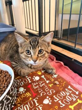 O2 Zuccini -  Domestic Short Hair Cat for Adoption in Ashland, Wisconsin - O2 Zuccini | PetCurious