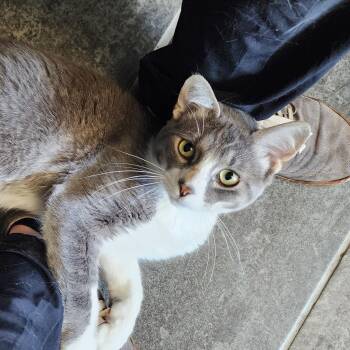 Cliff -  Domestic Short Hair Cat for Adoption in Ely, Minnesota - Cliff | PetCurious