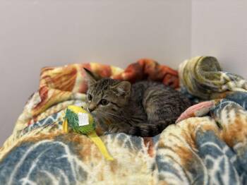 Archimedes -  Domestic Short Hair Cat for Adoption in Fulton, New York - Archimedes | PetCurious