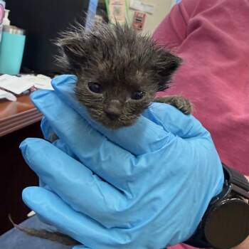 STERLING -  Domestic Medium Hair Cat for Adoption in San Antonio, Texas - STERLING | PetCurious
