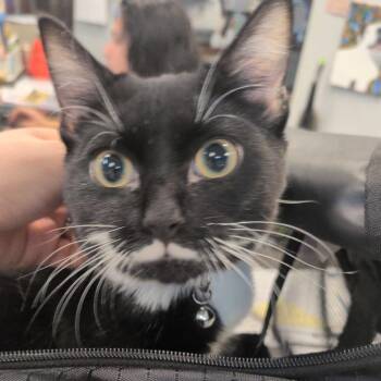 Domestic Short Hair Cats Available for Adoption in Columbus, Georgia - 04/27/2026-Stray-MilgenRoad | PetCurious