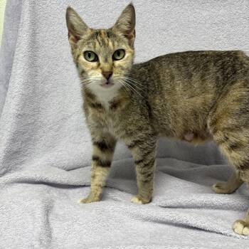 Domestic Short Hair Cats Available for Adoption in Valdosta, Georgia - Gloria | PetCurious