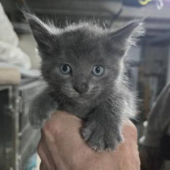 Ryder -  Domestic Short Hair Cat for Adoption in Sioux Falls, South Dakota - Ryder | PetCurious
