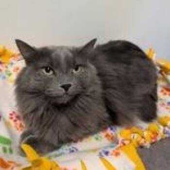 Georgia -  Domestic Medium Hair Cat for Adoption in Rochester, Minnesota - Georgia | PetCurious
