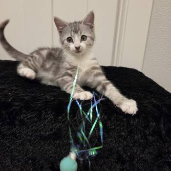 Luffy -  Domestic Short Hair Cat for Adoption in Beaverton, Oregon - Luffy | PetCurious