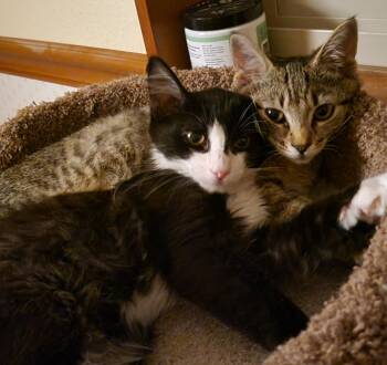 Rescue Domestic Short Hair Cats for Adoption in Othello, Washington - Coriander & Cardamom | PetCurious