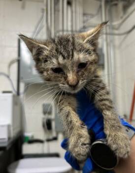 Smiths -  Domestic Short Hair Cat for Adoption in Fruit Heights, Utah - Smiths | PetCurious