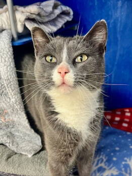 Rescue Domestic Short Hair Cats for Adoption in Webster, Wisconsin - Doja | PetCurious
