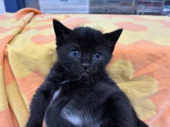 MEPHISTO -  Domestic Short Hair Cat for Adoption in Pensacola, Florida - MEPHISTO | PetCurious