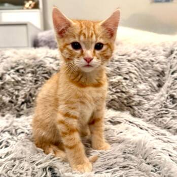 Hercules -  Domestic Short Hair Cat for Adoption in Millcreek, Utah - Hercules | PetCurious