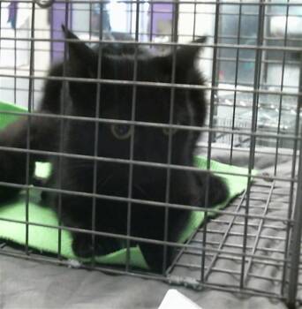 A2093861 -  Domestic Short Hair Cat for Adoption in Houston, Texas - A2093861 | PetCurious