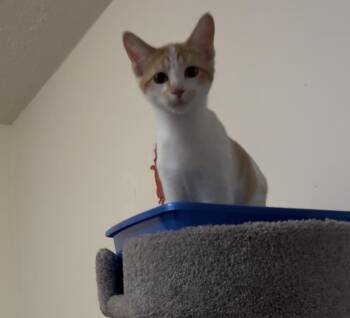 Clementine -  Domestic Short Hair Cat for Adoption in Springfield, Missouri - Clementine | PetCurious