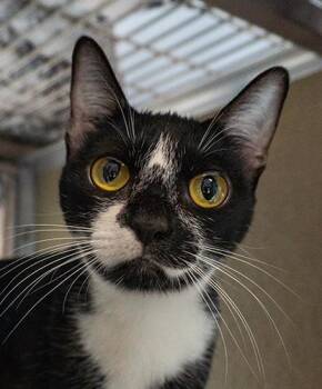 Rescue Domestic Short Hair Cats for Adoption in Encinitas, California - Purrell | PetCurious
