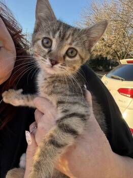 Domestic Short Hair Cats Available for Adoption - Zoey | PetCurious