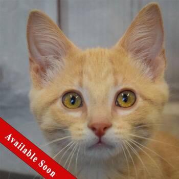 Dumpling -  Tabby and Domestic Short Hair Cat for Adoption in Huntley, Illinois - Dumpling | PetCurious