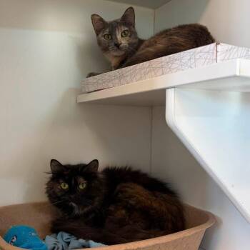 Drizzle & Smog -  Domestic Long Hair Cat for Adoption in Evanston, Illinois - Drizzle & Smog | PetCurious