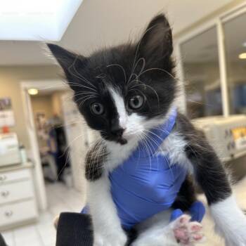 Domestic Medium Hair Cats Available for Adoption in Ojai, California - Mars | PetCurious
