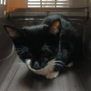 Rescue Domestic Short Hair Cats for Adoption in York, Pennsylvania - Rufus | PetCurious