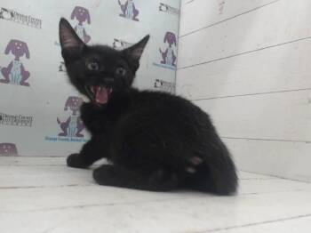 A597254 -  Domestic Short Hair Cat for Adoption in Orlando, Florida - A597254 | PetCurious