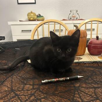 Jett -  Domestic Short Hair Cat for Adoption in Santa Rosa, California - Jett | PetCurious