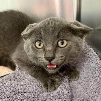 Wyck (bonded w/ Dale) -  Domestic Short Hair Cat for Adoption in Oakland, California - Wyck (bonded W/ Dale) | PetCurious
