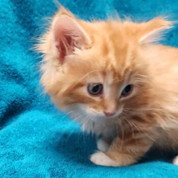Hyacinth -  Domestic Long Hair Cat for Adoption in Brighton, Missouri - Hyacinth | PetCurious