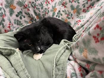 Domestic Short Hair Cats Available for Adoption - A1259108 | PetCurious