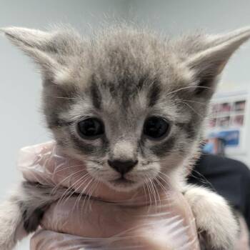 Aries -  Domestic Short Hair Cat for Adoption in Las Vegas, Nevada - Aries | PetCurious