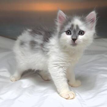 Georgie -  Domestic Medium Hair Cat for Adoption in Michigan City, Indiana - Georgie | PetCurious
